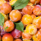 Wild Plum Tree Live Plant, 1 Year Old Bare Root, Plum Tree for Planting, 10 to 15 Inc Tall for Outdoor Planting