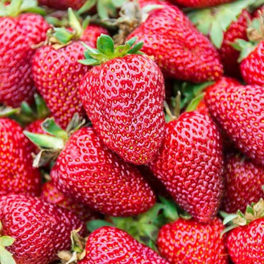 Set 3 Everbearing Strawberry Plants, Easy tp Plant, Sweet Strawberry Plants Live, Outdoor Gardening