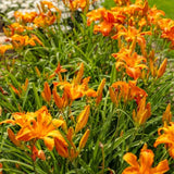 5 Orange Daylily Bulbs for Planting – Summer Hardy Daylilies for Garden Beds, Borders, and Outdoor Landscaping, Reblooming Perennial Flower Roots