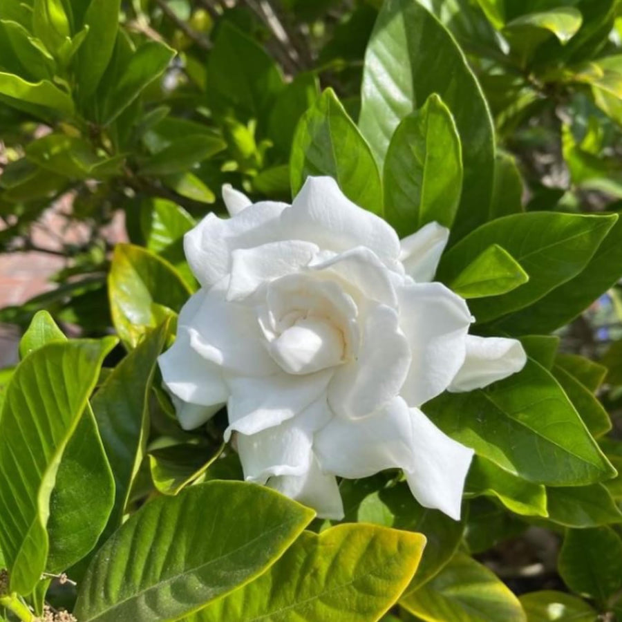 Gardenia Plant Live, Fragrant White Blooms, Jasmine Gardenia Plant, 5-7 Inches Tall in 3.5'' Pot, Jasmine Flower for Indoor Outdoor Growing