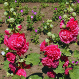 Set 2 Mix Double Hollyhock Plants Live Bare Roots, Hollyhock Flower Live Plant Well Rooted, Annual Flower, 4 to 7'' Long