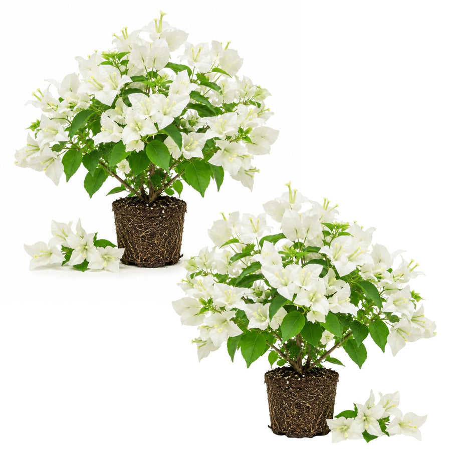 2 Trailing Bougainvillea Plants Live, Hardy Flowering Bougainvillea Plants for Hanging Basket, Container Growing, 4-8 Inches Tall (White)