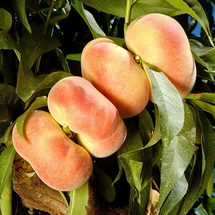 Donut Peach Tree Live Plant, 1.5-3 Ft in Tall, Peach Trees Fruit for Planting, Winter Hardy, No CA