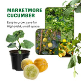 Lemon Cucumber Plants Live, 2 Plants Per Pots, Vegetable Plants, Cucumber Live Plants for Outdoor Planting, Live Cucumbers Plants