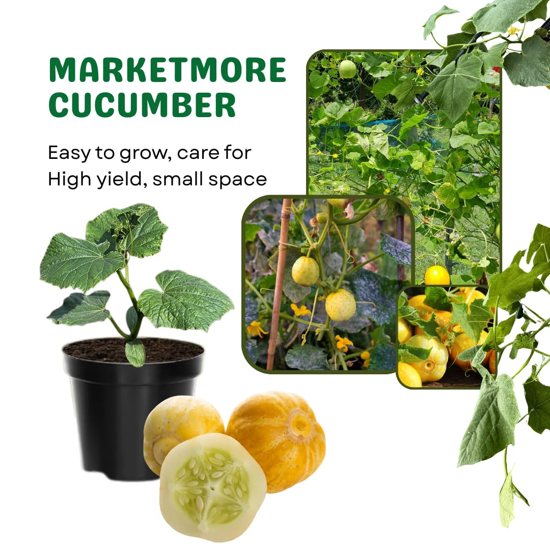 Lemon Cucumber Plants Live, 2 Plants Per Pots, Vegetable Plants, Cucumber Live Plants for Outdoor Planting, Live Cucumbers Plants