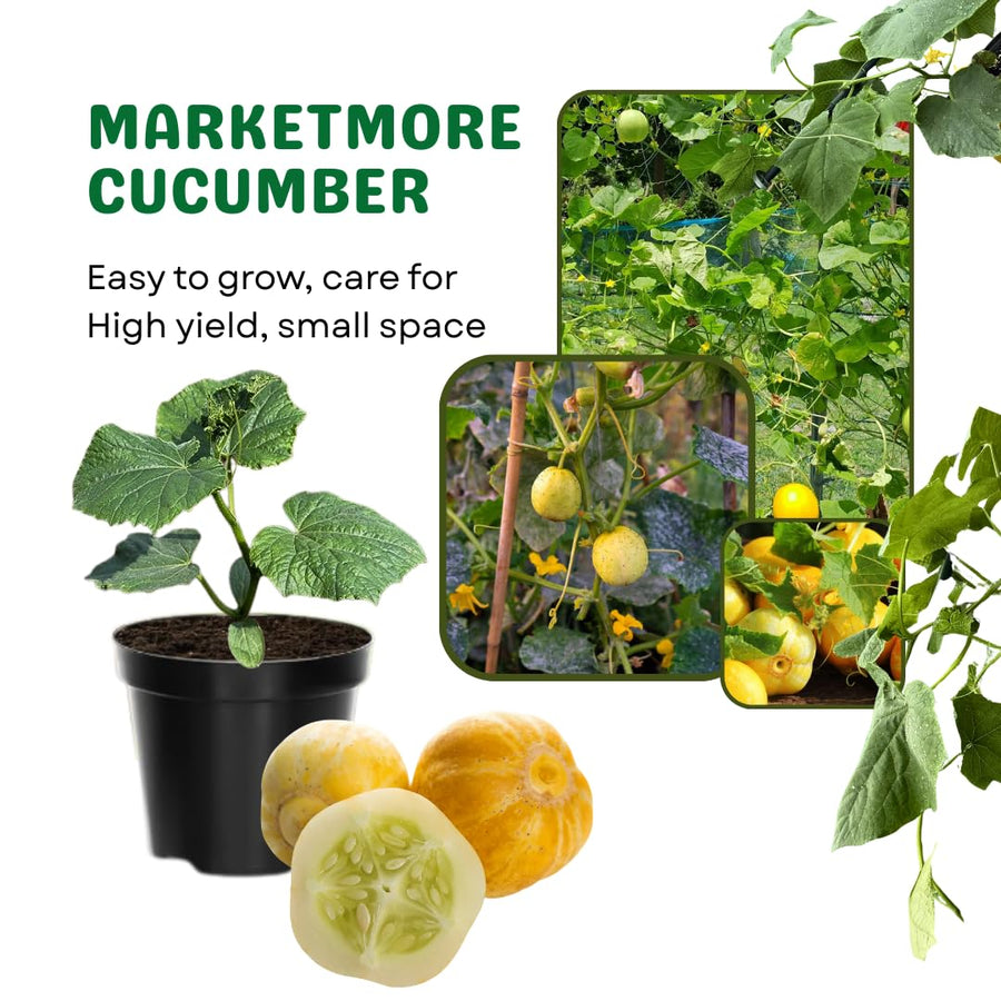 Lemon Cucumber Plants Live, 2 Plants Per Pots, Vegetable Plants, Cucumber Live Plants for Outdoor Planting, Live Cucumbers Plants
