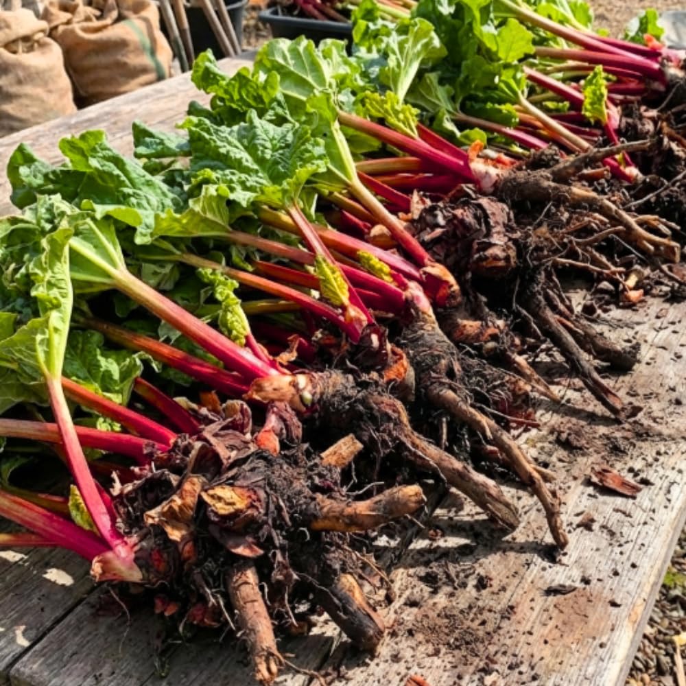 (Large Size) 5 Rhubarb Crowns for Planting, High Yield Rhubarb Plants Live Roots, Cold Hardy, Zones 2-8, Cold Hardy