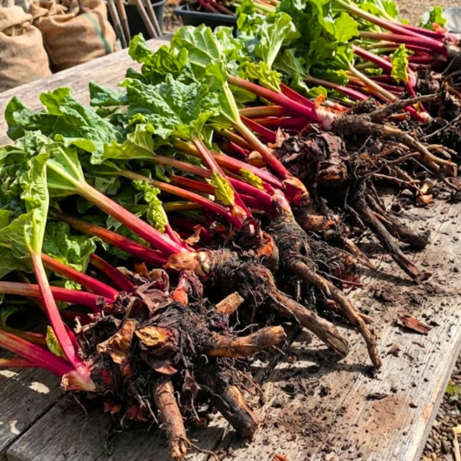 (Large Size) 5 Rhubarb Crowns for Planting, High Yield Rhubarb Plants Live Roots, Cold Hardy, Zones 2-8, Cold Hardy