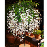 2 Clerodendrum Plants Live 5-9 Inc Tall - Great for Beautifying Indoor and Outdoor Spaces - Trailing Light Bulb Flowering Vine (Light Wallichii Smithianum)