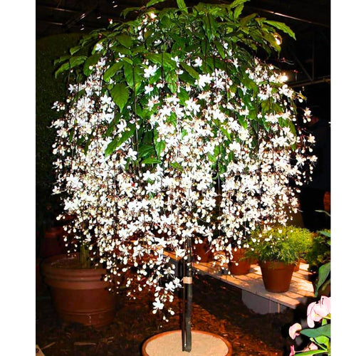 2 Clerodendrum Plants Live 5-9 Inc Tall - Great for Beautifying Indoor and Outdoor Spaces - Trailing Light Bulb Flowering Vine (Light Wallichii Smithianum)