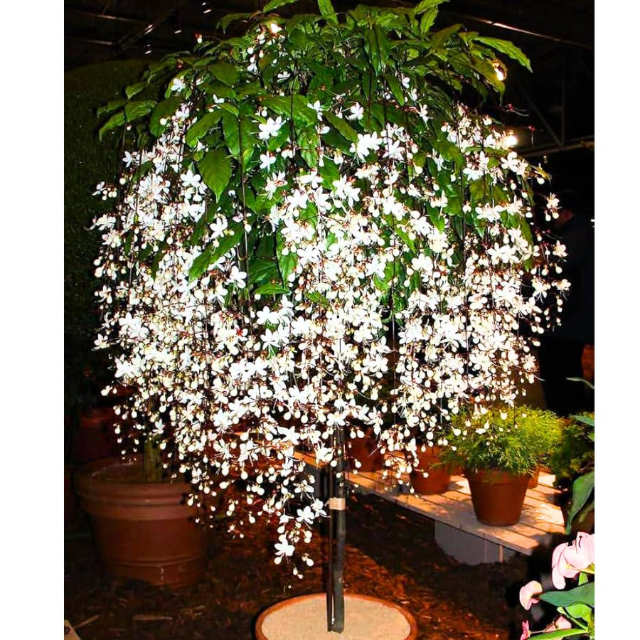 2 Clerodendrum Plants Live 5-9 Inc Tall - Great for Beautifying Indoor and Outdoor Spaces - Trailing Light Bulb Flowering Vine (Light Wallichii Smithianum)