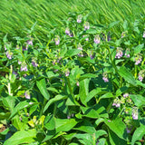 Set of 15 Bocking 14 Comfrey Live Root Cuttings, Comfrey Starter Roots, Hardy Perennial Herb for Home Gardens and Outdoor Planting