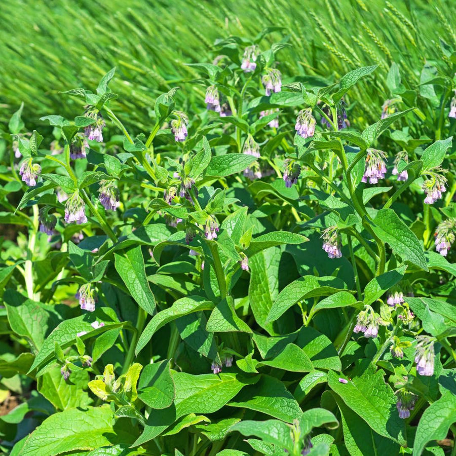 Set of 15 Bocking 14 Comfrey Live Root Cuttings, Comfrey Starter Roots, Hardy Perennial Herb for Home Gardens and Outdoor Planting