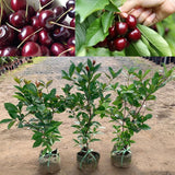 1 Year Old Black Cherry Trees Live Plants, 6-12" Wild Cherry Plant Live, Fruit Tree Plants for Outdoor Fast Growing, Spring Planting