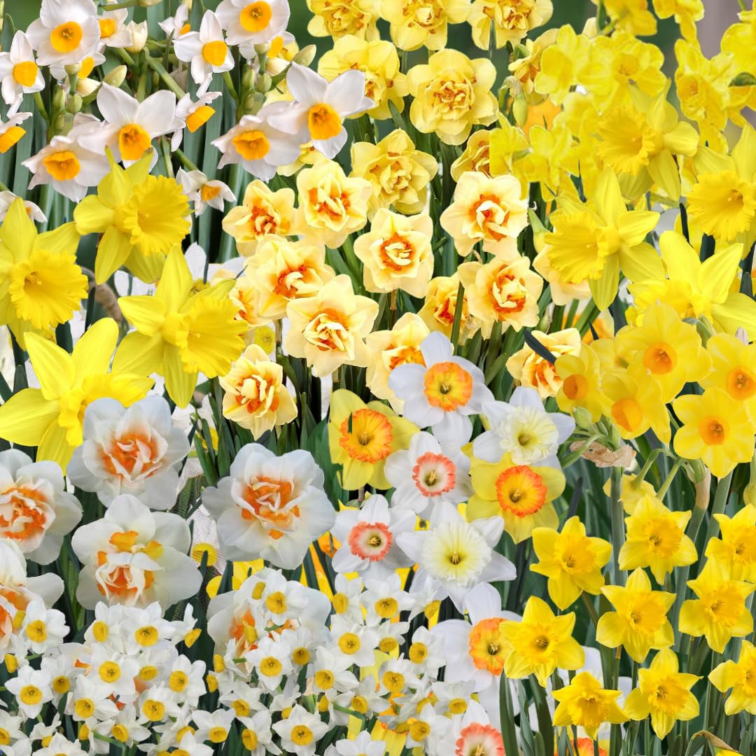 10 Random Daffodil Bulbs, Perennial Spring Flower, Narcissus Bulbs for Outdoor Garden