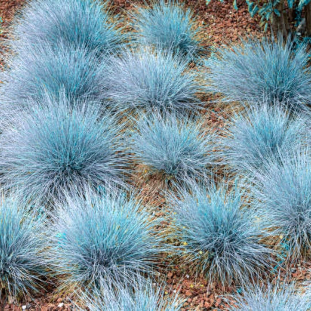 Set 4 Blue Grass Plants Live, Ornamental Grasses Live Plants Perennial in 4 Inch Pot for Planting, 2 Plant per Pot