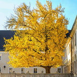 Ginkgo Tree Live Plant, 6-12 Inch Tall Ginkgo Plant in Quart Pot, Ginkgo Biloba, Hardy Ornamental Tree for Outdoor Planting