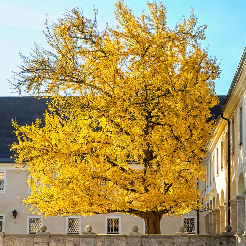 Ginkgo Tree Live Plant, 6-12 Inch Tall Ginkgo Plant in Quart Pot, Ginkgo Biloba, Hardy Ornamental Tree for Outdoor Planting
