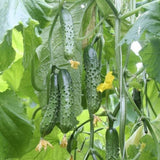 Pack of 60 Green Cucumber Seeds, Cucumber Seeds for Garden, Vegetable Planting Seed