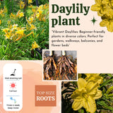 5 Pale Yellow Daylily Roots, Hardy Perennial Flower for Garden Beds and Borders Planting, Easy Care, Ready to Grow