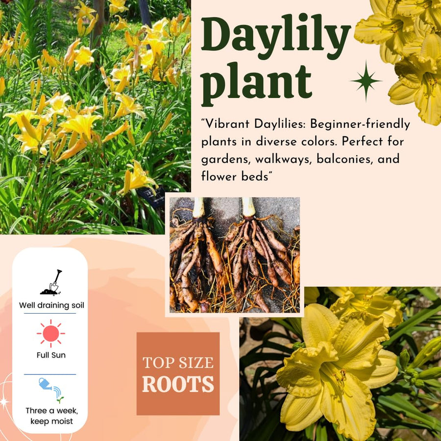 5 Pale Yellow Daylily Roots, Hardy Perennial Flower for Garden Beds and Borders Planting, Easy Care, Ready to Grow