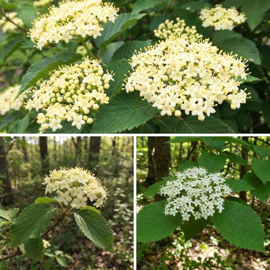 Set of 2 Viburnum Live Plant, Viburnum Shrub, White Spring Blooms, Hardy Garden Shrub, Bare Root 8 to 12 Inches Tall for Outdoor Planting