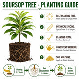 Soursop Tree Live Plant, Tropical Soursop Fruit Tree 8-10 Inch Tall, Annona Muricata Guanabana Seedling, Ready to Grow Outdoor