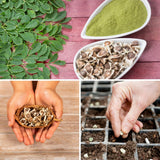 100 Moringa Oleifera Seeds for Planting, Fast Growing Tree Seeds, Suitable for Outdoor Garden Growing