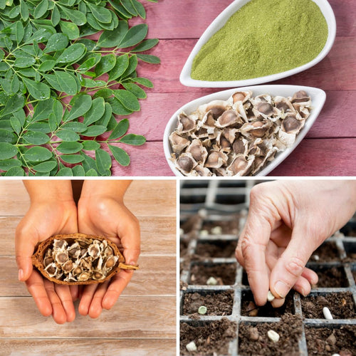 100 Moringa Oleifera Seeds for Planting, Fast Growing Tree Seeds, Suitable for Outdoor Garden Growing