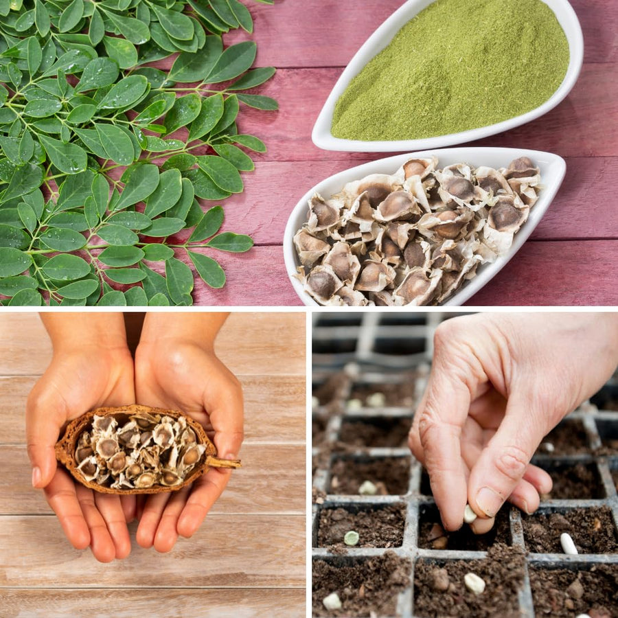 100 Moringa Oleifera Seeds for Planting, Fast Growing Tree Seeds, Suitable for Outdoor Garden Growing