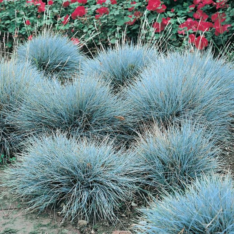 Set 2 Blue Fescue Grass Plants Live, Festuca Ornamental Grasses Live Plants Perennial, 5-8 Inches, Live Grass Plant for Planting