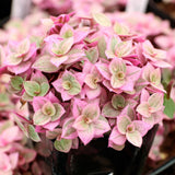 2 Pink Turtle Callisia Repens Live Plants, Creeping Tradescantia Callisia Repens Succulent Plants, Pink Lady Vine Trailing Indoor Houseplant in 2" Pot
