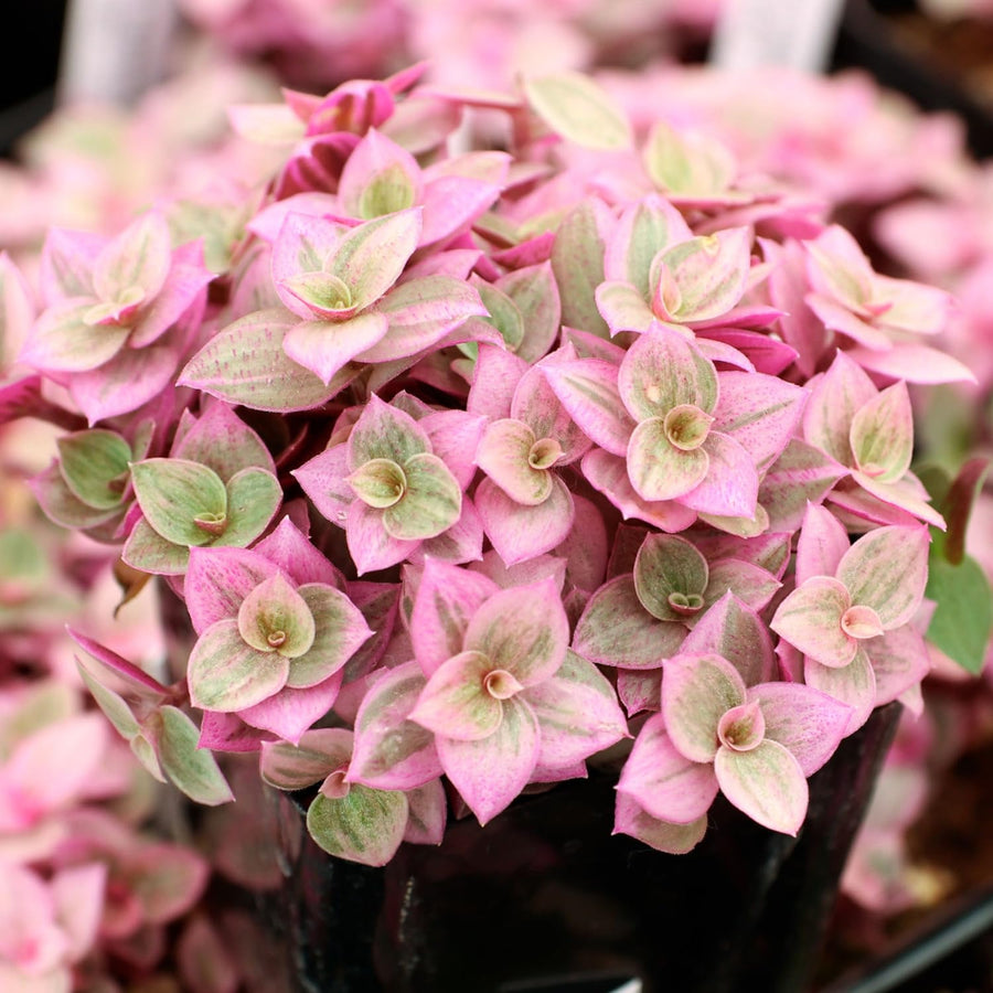 2 Pink Turtle Callisia Repens Live Plants, Creeping Tradescantia Callisia Repens Succulent Plants, Pink Lady Vine Trailing Indoor Houseplant in 2" Pot