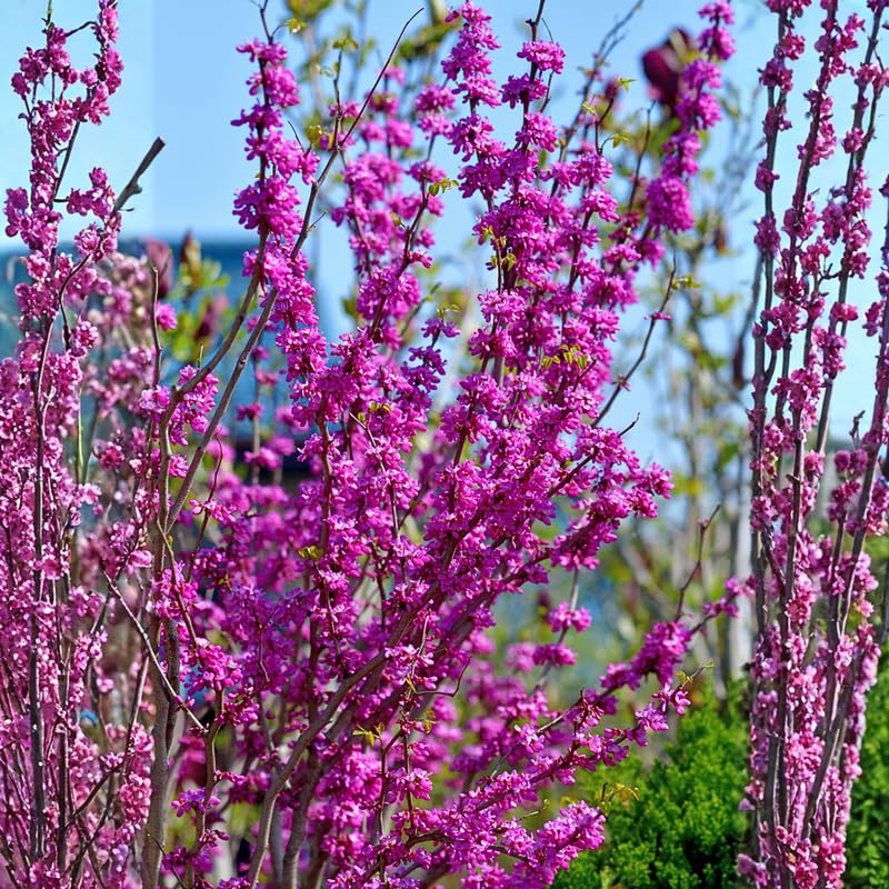 Eastern Redbud Tree Live Plant, Ornamental Pink Bloom Tree in Quart Pot for Outdoor Garden, Yard or Landscape Planting, 6-12 Inches