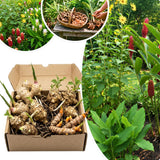 Set of 3 Ginger, Turmeric and Jerusalem Artichoke Rhizomes, Edible Root Plants for Garden, Fresh, Large Size, Ready to Grow