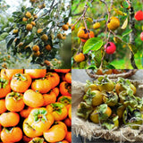 American Persimmon Tree Live Plant, Persimmons Fruit Plant Live, Zone 9 to 11, 5 to 7 Inc Tall Well Rooted
