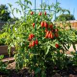 500 Long Red Tomato Seeds for Planting, Tomato Seeds, Heirloom Vegetable Seed, Sweet Tomatoes for Container and Outdoor Planting