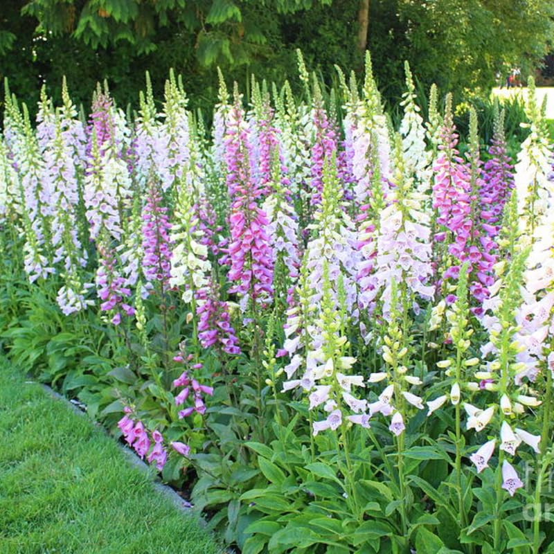 Set 6 Mixed Foxglove Plants Live, in 3" Pots, Hardy Perennial Foxgloves Flowers for Outdoor Garden Planting