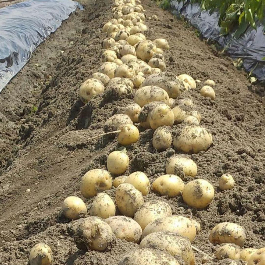 Yukon Gold Potato Seeds for Planting, Seed Potatoes Tuber for Planting, 2 Pounds, Heirloom, Easy to Plant Vegetable Plant Live, Potato Bulbs