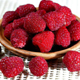 Live Red Raspberry Plant in 4 Inches Pot, 6-8 Inches Tall Berry Bushes, Sweet Raspberries Seedling Outdoor Planting