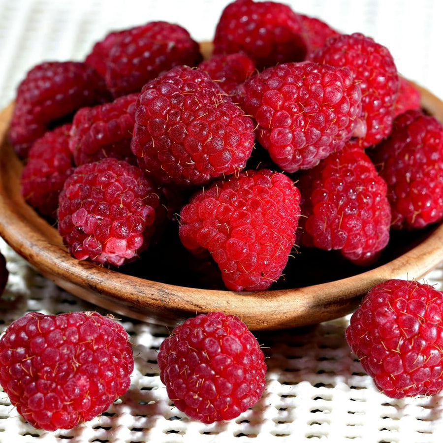 Live Red Raspberry Plant in 4 Inches Pot, 6-8 Inches Tall Berry Bushes, Sweet Raspberries Seedling Outdoor Planting