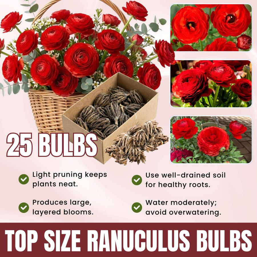 Ranunculus Bulbs, 25 Ranunculus Bulbs, French Peony Style Buttercup Corms, Spring Blooming Garden Flowers, Vibrant Flower Plant (Red Ranunculus)