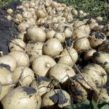 48 Jicama Vegetable Seeds for Planting in Garden Yard and Backyard, Jicama Seeds