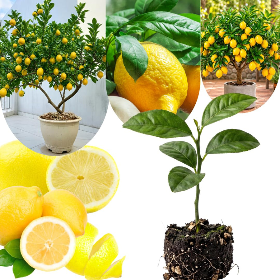 Live Meyer Lemon Tree Live Plant, Yellow Lemon Lime Starter Tree Seedling, 2-3 Inches Tall in 4 Inch Pot, Hardy and Full Sun Zones 9-11