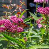 75 Pink Milkweed Seeds for Planting, Milkweed Flower Seed