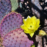 Live Purple Prickly Pear Cactus Plant, Cold Hardy Prickly Pear Succulent, 6-8 Inches Tall, for Outdoor or Container Growing