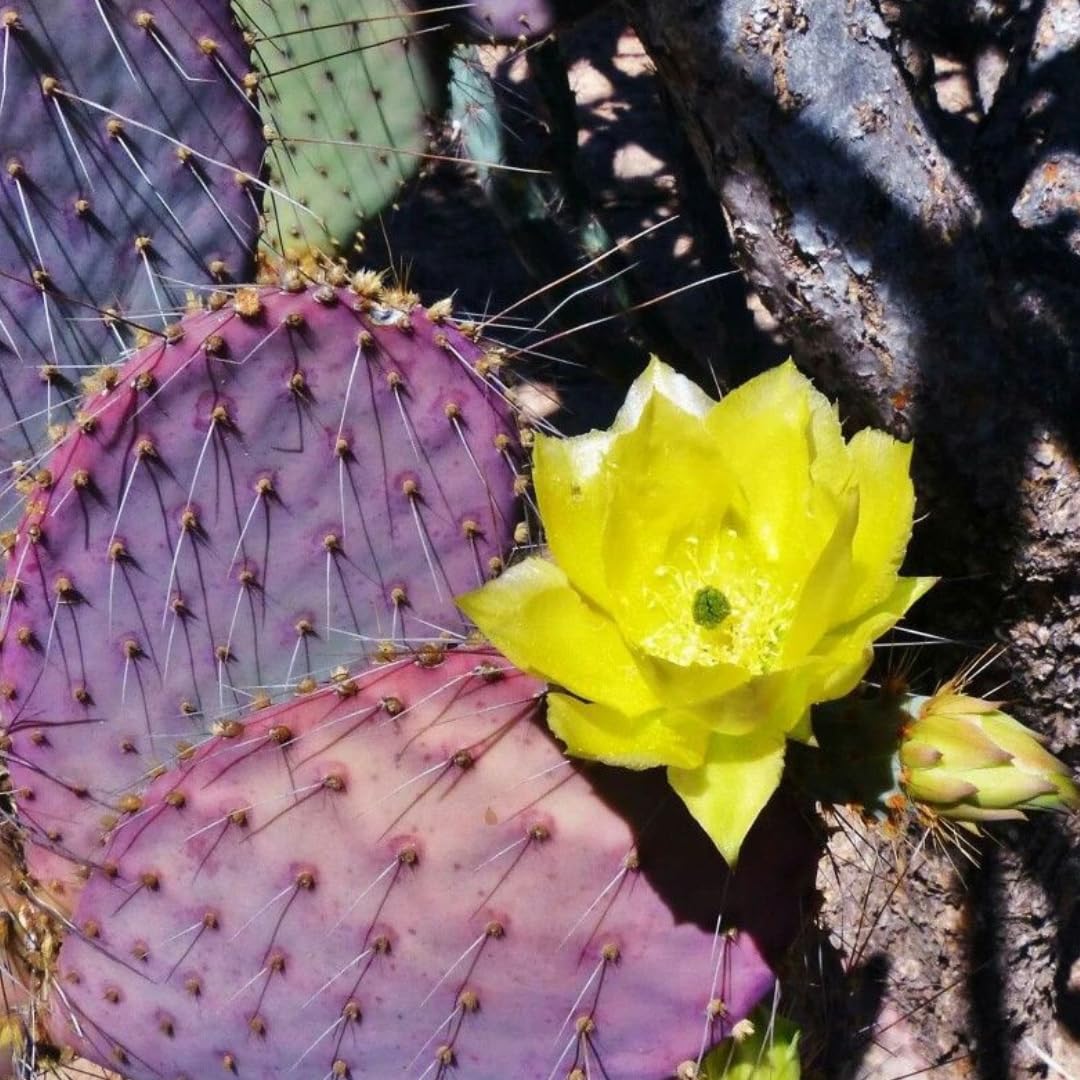 Live Purple Prickly Pear Cactus Plant, Cold Hardy Prickly Pear Succulent, 6-8 Inches Tall, for Outdoor or Container Growing