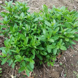 Live Mint Plant in 3.5'' Pot, Herb Plants for Planting Indoor Outdoor, Fragrant, Hardy, Perennial Herbs (Spearmint)