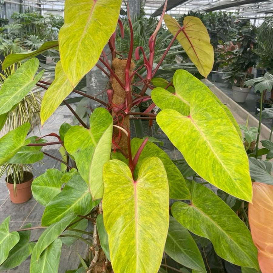 Set of 2 Live Green Yellow Philodendron Plants in 4 Inch Pots, Tropical Indoor Houseplants with Variegated Foliage, Ready to Grow