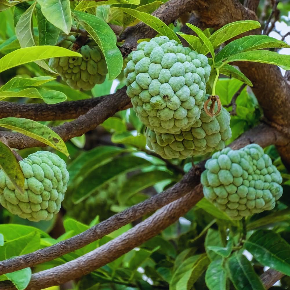Sugar Apple Tree Live Plant, Custard Apple Plant Live Between 3 and 4 Feet Tall, Sweet Fruit Tree Home Garden